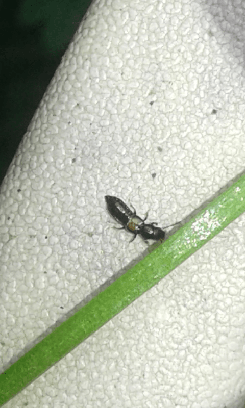 Staphylinidae da ID 2